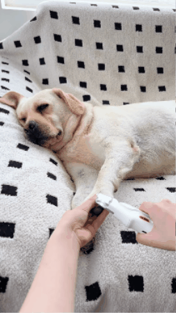 LumiPaw™-un moment de grijă și liniște 🐾